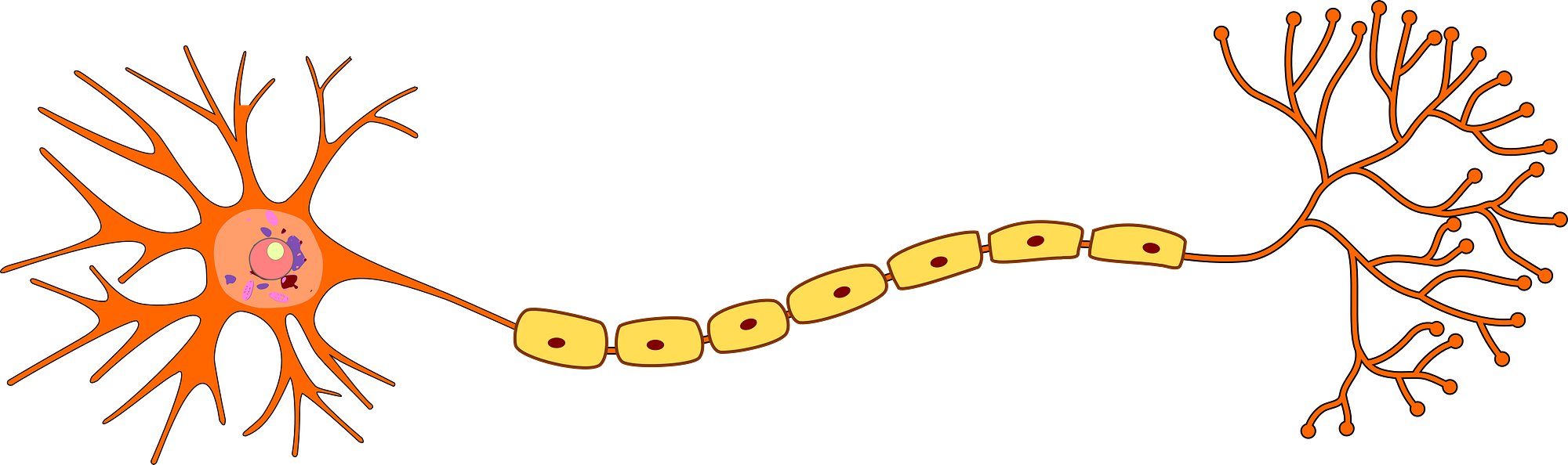 A biological neuron